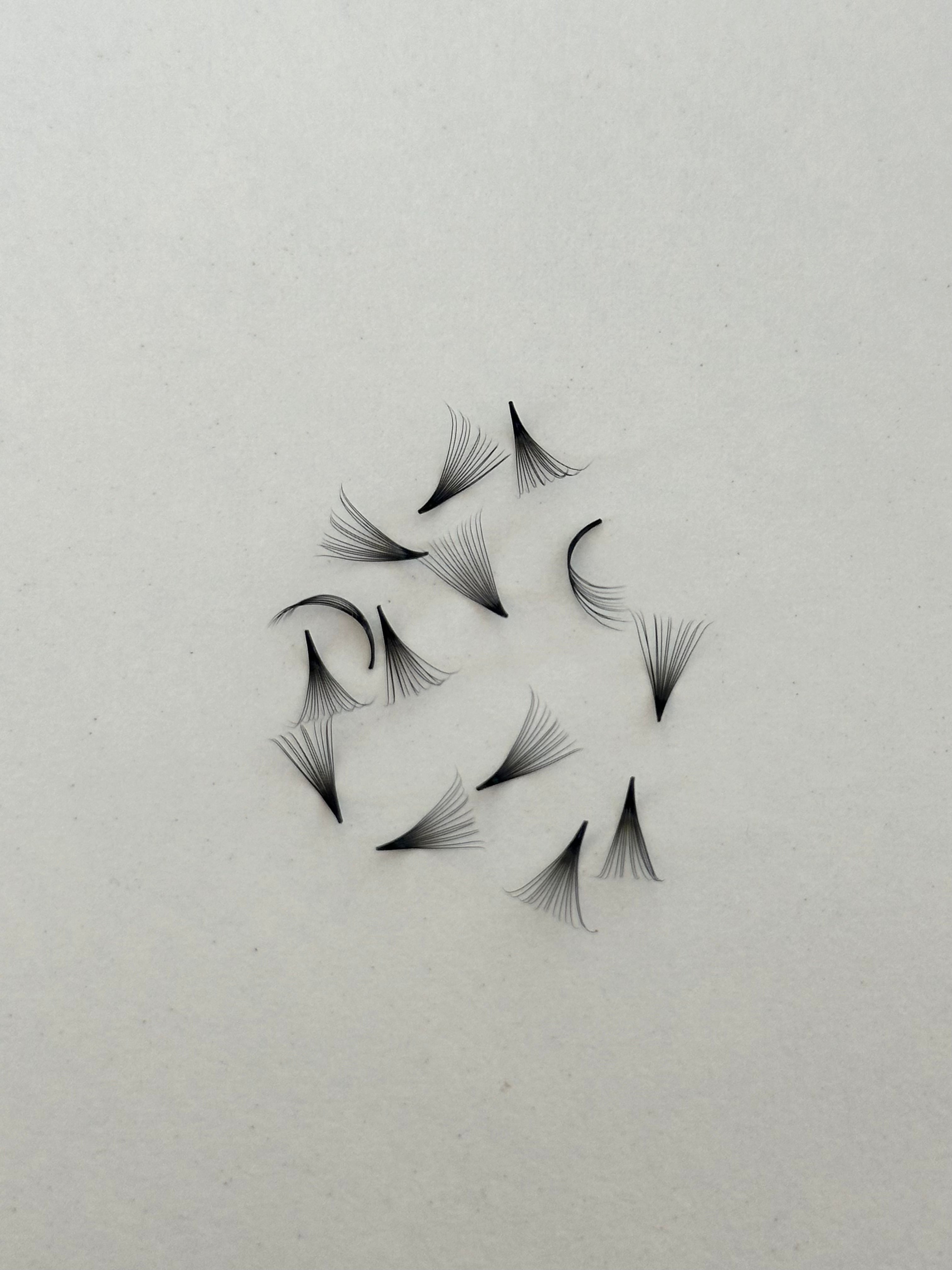 14D 0.05 C Curl | 1,000 Fans